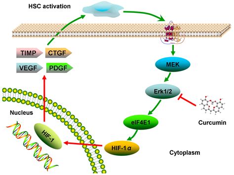 Curcumin Protects against CCl4-Induced Liver Fibrosis in Rats by ...