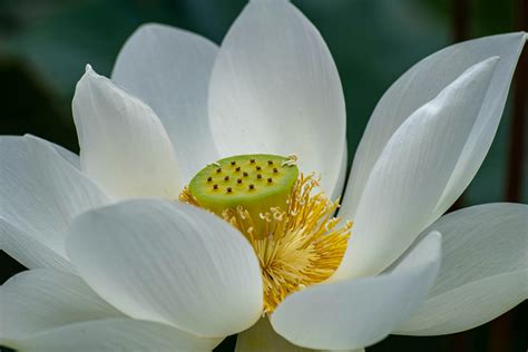 White Lotus Flower · Free Stock Photo