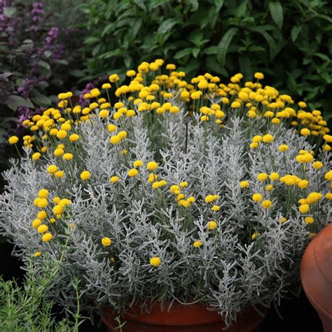 Buy cotton lavender Santolina chamaecyparissus: Delivery by Waitrose Garden