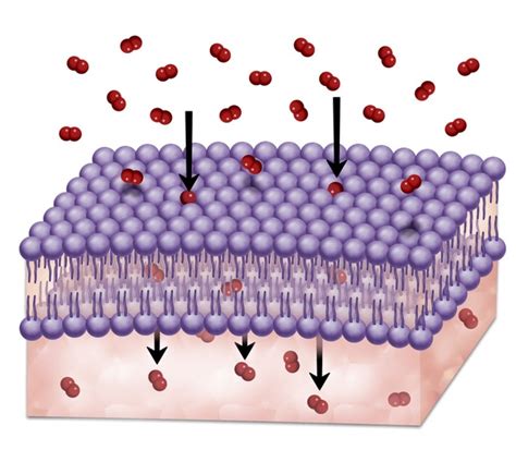 Image result for Simple Diffusion Cell Membrane