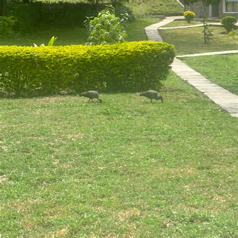 LAKE BOGORIA SPA RESORT (Marigat) - Resort Reviews, Photos, Rate ...
