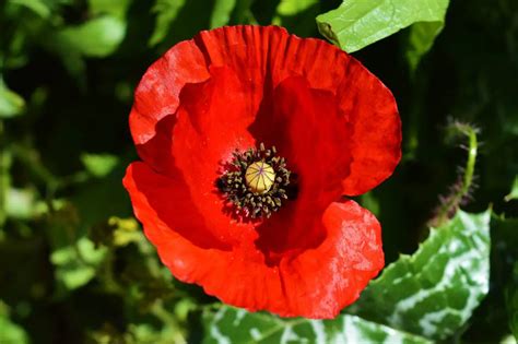 Tipos de amapola más populares