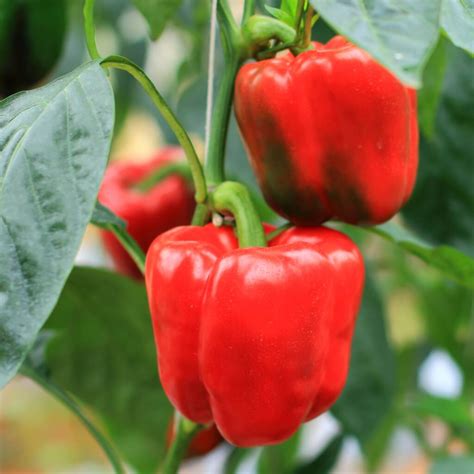 Sweet Pepper Plants Bellboy Three X Plug Plant Pack By Acqua Garden
