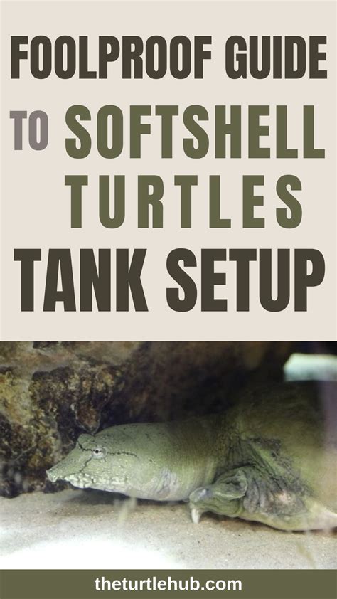 Image result for Soft Shell Turtle Tank