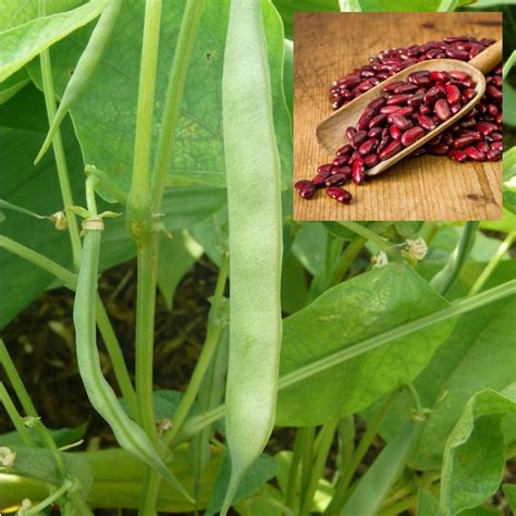 Kidney Bean Plant Facts at Gemma Dalton blog