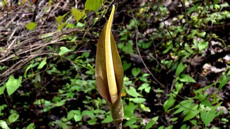 Bhabha Atomic Research Centre ( BARC ), Department of Atomic Energy ...