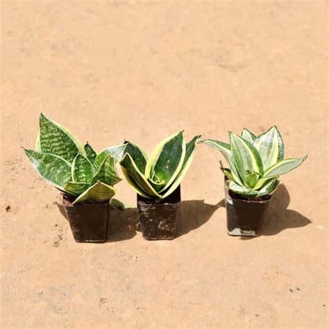 Set Of 3 - Snake Sansevieria (Different Types) In 3 Inch Plastic Pot