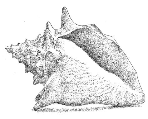 Image result for Simple Conch Shell Drawing