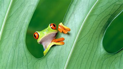 Tree Frog Desktop 的图像结果