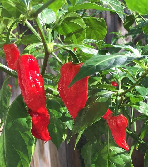 Golden Hills Farm hybrid World's Hottest Ghost Chili Pepper - RED KING ...