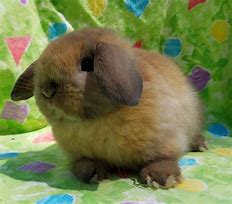 Image result for Holland Lop Bunnies Near Poughkeepsie NY