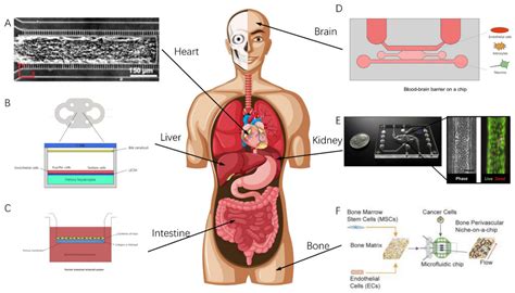 Organ-On-A-Chip Database Revealed—Achieving the Human Avatar in Silicon
