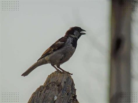 What Do Bird Chirps Mean: Unlocking Nature’s Secret Language of the Wild - Birds