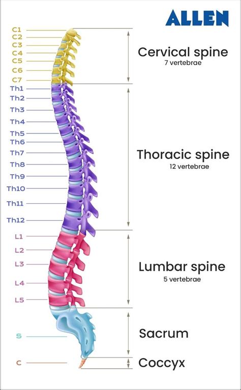 Vertebral Column: Definition, Diagram, Functions & Parts