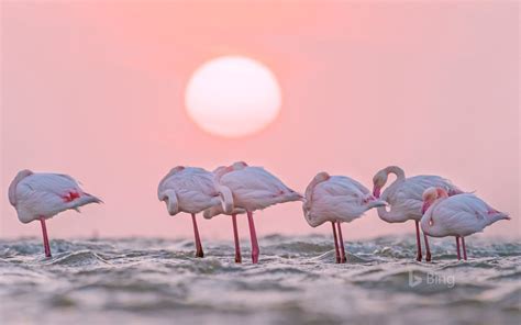 Bing Flamingo Wallpaper 的图像结果