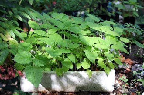 Buy Paulownia 9502 – 10 to 100,000 Seeds Hybrid - Kiribaum, Princess ...