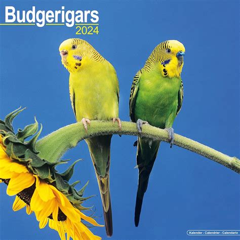 Budgerigar Calendar 2024 Square Bird Wall Calendar - 16 Month : Amazon ...