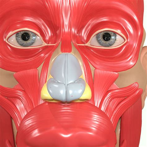 Muscle Head Model Computer Graphics Simulation 的图像结果