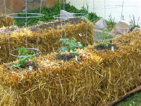 Straw Bale Gardening Video at Scott Lanier blog