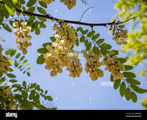 Black locust flowers hi-res stock photography and images - Alamy