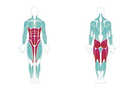Image result for Muscle Groups and Functions