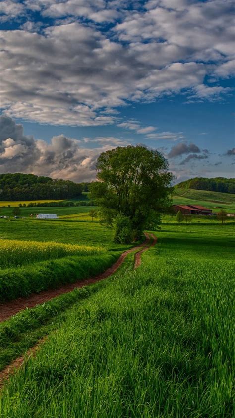 Phone Background 的图像结果