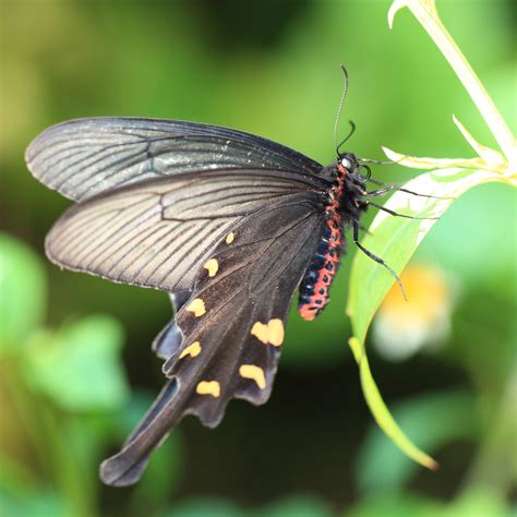 Free Images : nature, wing, flower, green, high, insect, fauna, invertebrate, close up, 5d ...