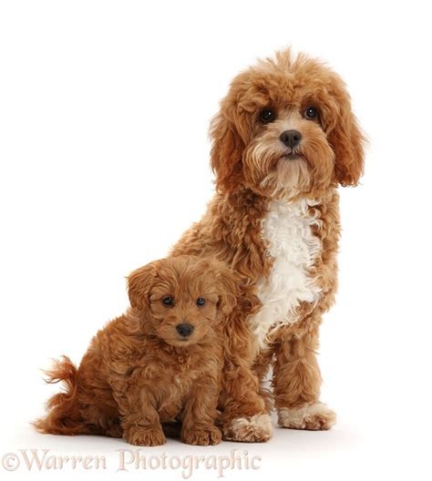 Image result for Cavapoo Adult