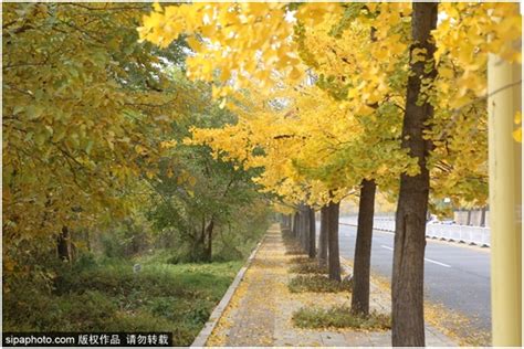 银杏树20公分以上现在多少钱-颜集镇-江苏沭阳长景园林苗木场
