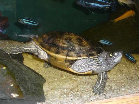Mississippi Höckerschildkröten Aquarium in Gießen | Tiere | Kleinanzeigen