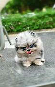 Image result for Really Cute Teacup Puppies