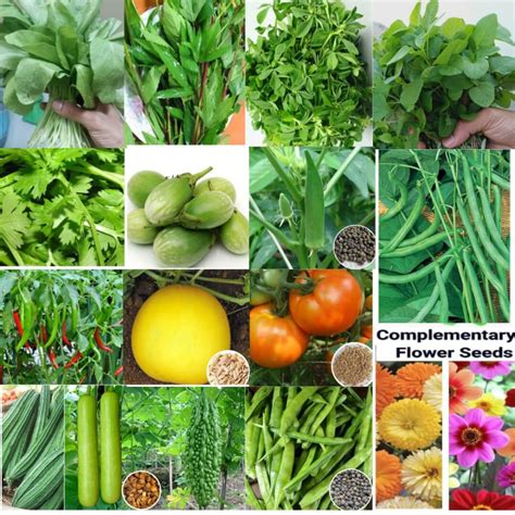 Rainy Season Growing Vegetable Seeds pack for Home Gardening