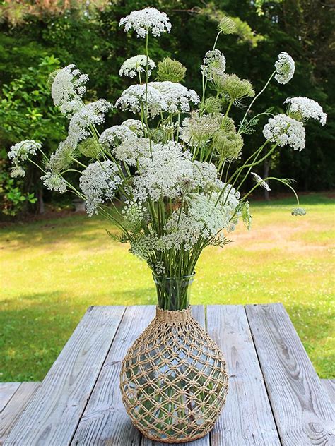 Морковь цветущая Кружево Королевы Анны (Queen Anne's Lace)