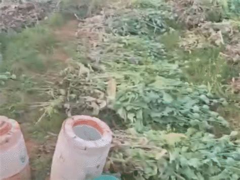 Bhimasar Drug Cultivation Bust; 6273kg Opium Seized in Kutch