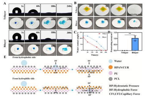 A Trilayer Dressing with Self-Pumping and pH Monitoring Properties for ...