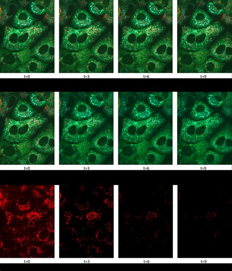 Cell Fluorescence 的图像结果