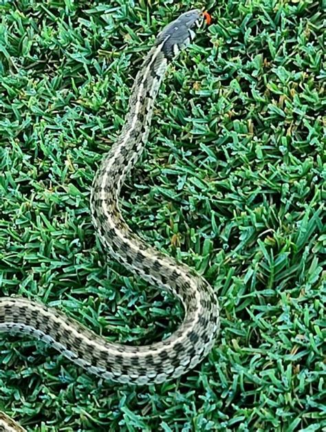 Checkered garter snake a gentle, gorgeous snake that’s common in San ...
