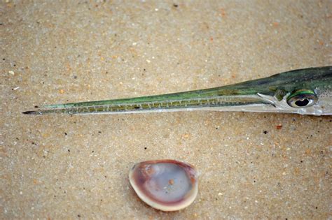 It's on the tip of my tongue...: St. George Island, Florida