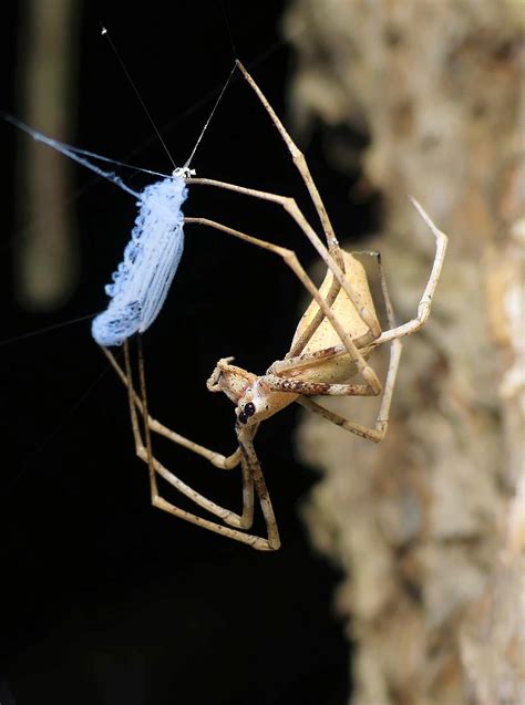 Net Casting Deinopis – Ausemade