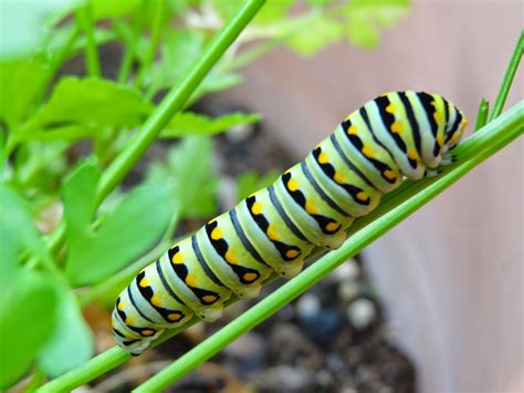 Rebecca's Texas Garden: Visit from the Eastern Black Swallowtail ...