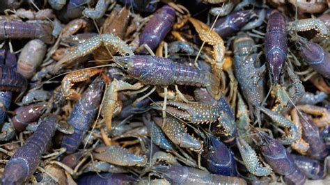 Scientists turn to crawfish to study lithium contamination: 'Moves ...