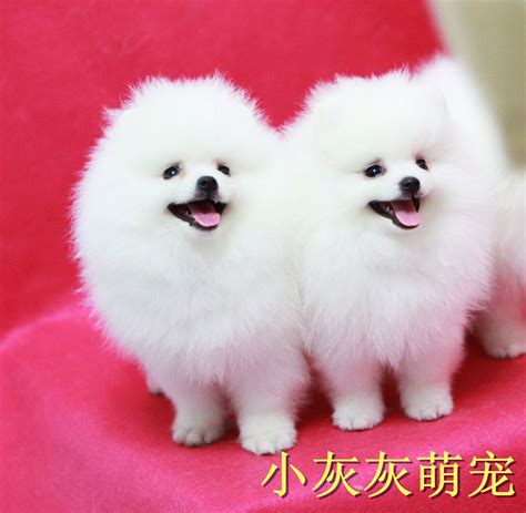 纯种健康的博美幼犬上海宠物狗买卖_白博美犬相关信息_上海一韩机电设备有限公司_一比多