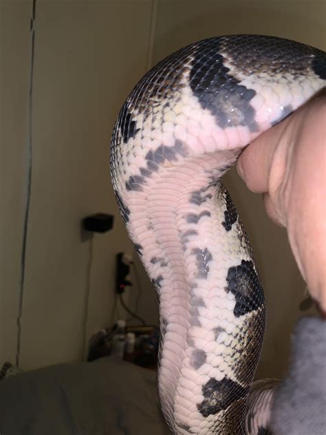 Image result for Ball Python Scared