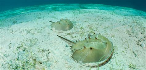 Horseshoe Crab Habitat