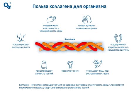 Зачем нужен коллаген — блог медицинского центра ОН Клиник