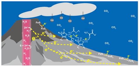 Origin of the Reductive Tricarboxylic Acid (rTCA) Cycle-Type CO2 ...
