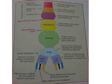 Image result for Heart Development PDF