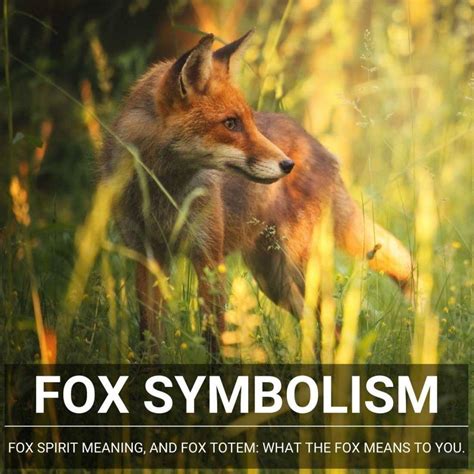 The Mystical Fox: Unveiling The Fox Symbolism And Totem