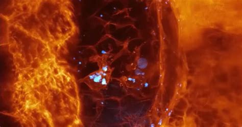 Así se mueven las células dentro de los seres vivos