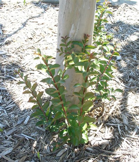 Image result for Pruning Crape Myrtle Tree